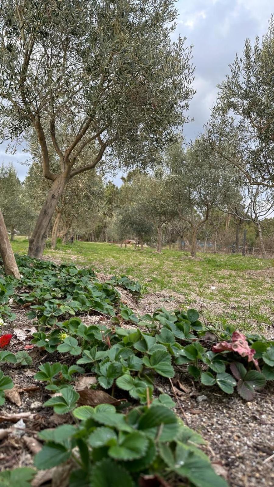 PegarinhosCasa Da Oliveiraアパートメント エクステリア 写真